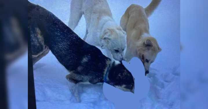 Three dangerous dogs captured after attacking, killing another dog in Anchorage