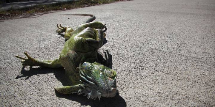 VIDEO: Florida iguana freezes amid record low temperatures