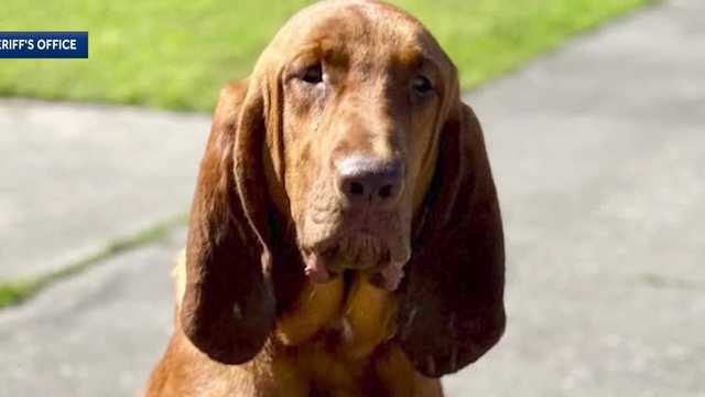New bloodhound helps Brevard County deputies find missing seniors