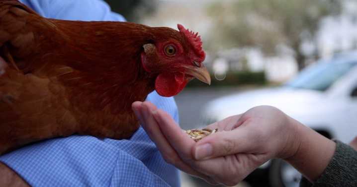 Pasco County lets the hens come home to roost