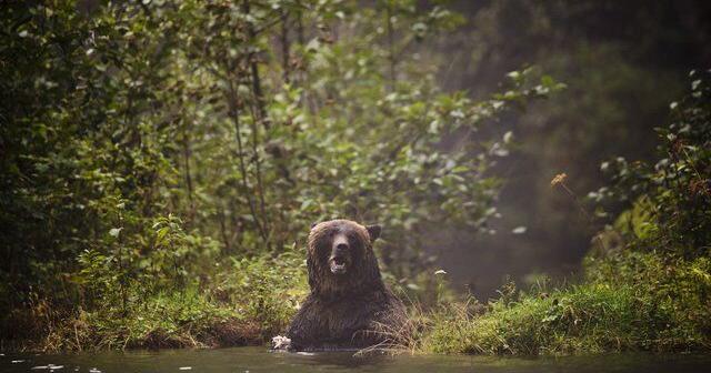 Grizzly attack on B.C. elementary class is latest in series of encounters