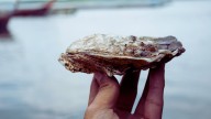 Here’s why this $81B company wants N.J.’s discarded oyster shells back