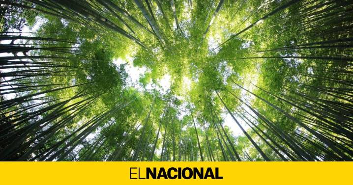 ¿Por qué nadie recuerda la segunda selva más grande del mundo?