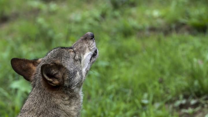 Un estudio revela cómo el lobo desapareció de Sierra Morena pese a su protección legal