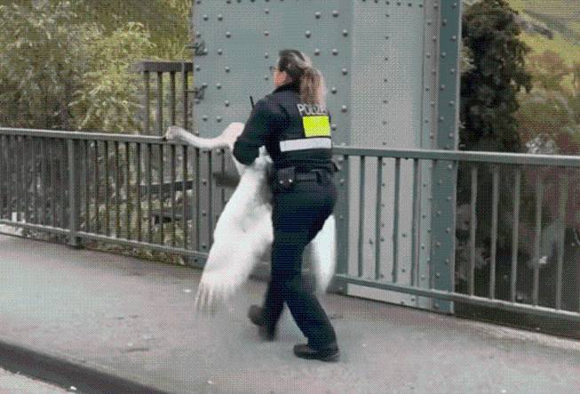 VIDEO: Officer tackles gigantic, 'hissing' swan seen waddling in and out of traffic