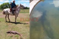 Video: trabajador rural rescató a un yacaré, lo cuidó en un tanque y lo devolvió al arroyo