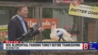 Sen. Blumenthal pardons turkey ahead of Thanksgiving