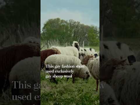 This gay fashion show used exclusively gay sheep wool