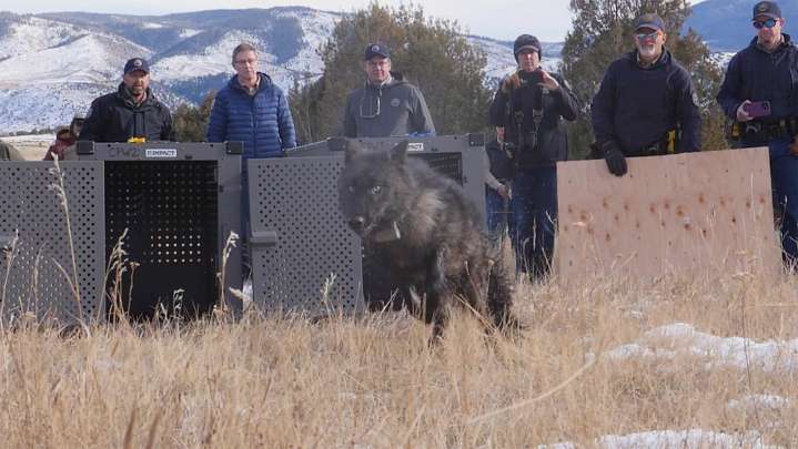 Canada, Oregon And Now Washington Won't Send More Wolves To Colorado