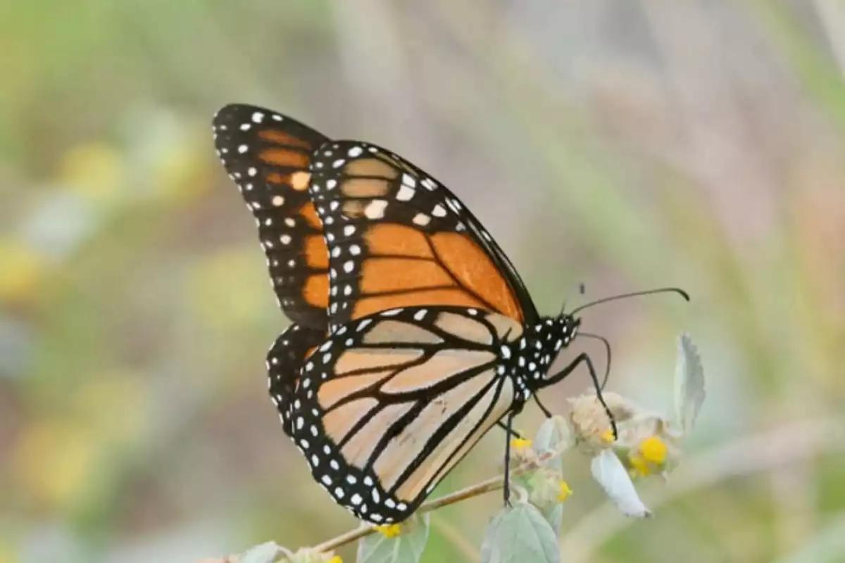 Registran el paso de 274 mariposas monarca en la zona Oriente de Yucatán
