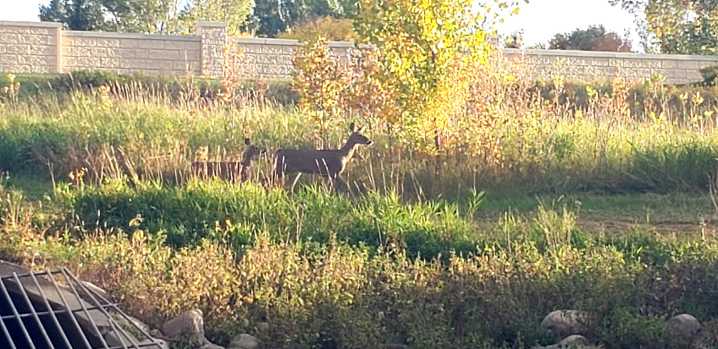 Minnesota Deer Season Notebook: Hunters go 1 for 2 in East Grand Forks accessible archery hunt