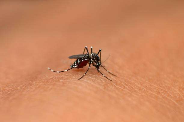IMD climate–health bulletin flags malaria-friendly temperatures in Meghalaya