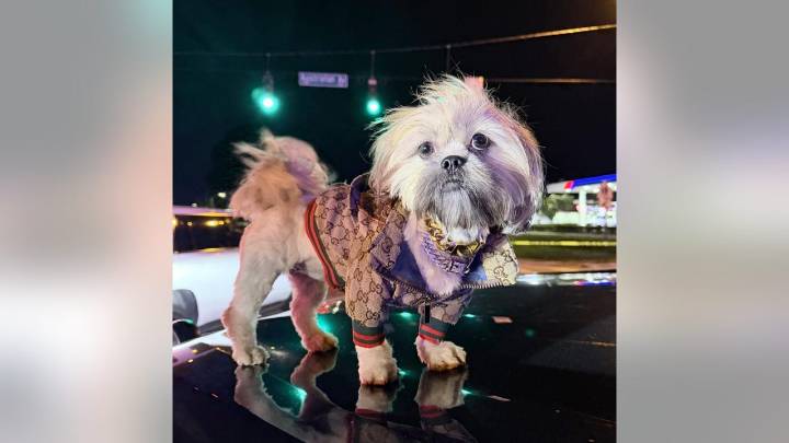 Stylish passenger pup safe after driver arrested for DUI in West Palm Beach