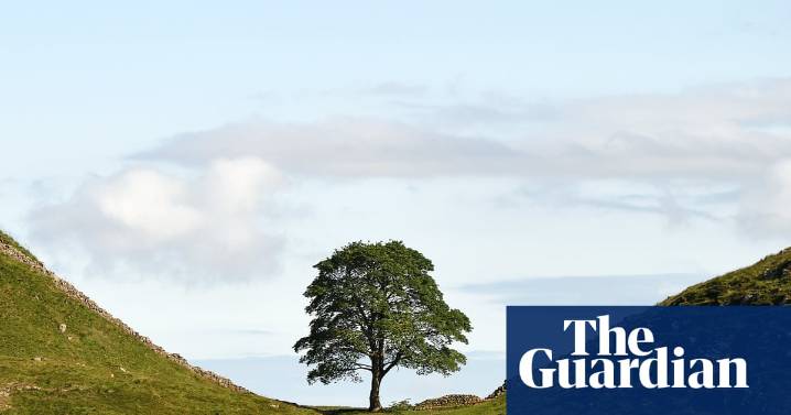 Sycamore Gap tree saplings to be planted across UK