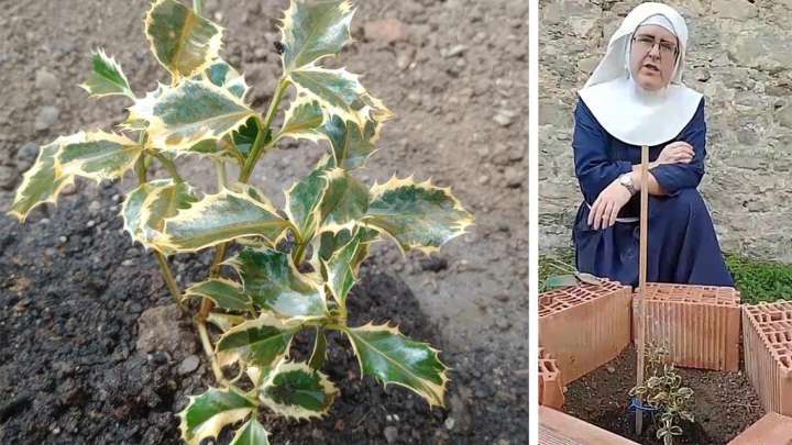 La nueva idea de las exmonjas de Belorado "asfixiadas por juicios y deudas": apadrinar un árbol por 50 euros