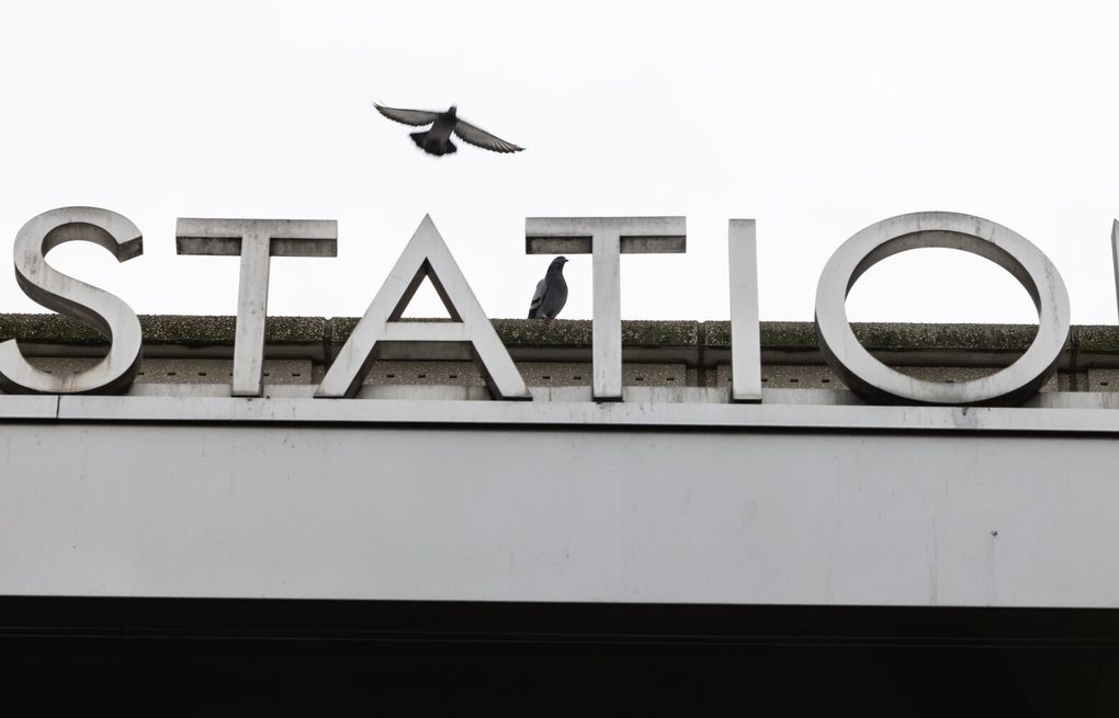 Why Sound Transit is waging a ceaseless battle against birds