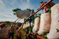 🌱 Yerbateros en pie de lucha: suspenden la zafra de verano en Misiones