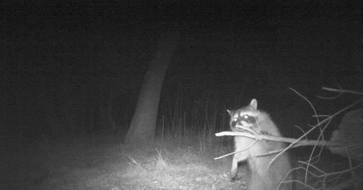 DNR says furbearer populations ‘in good shape’ leading into season opener