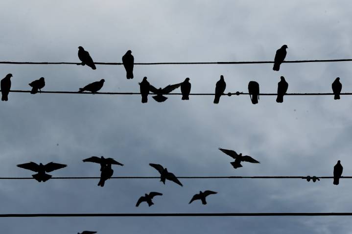 Why are birds perching on only 1 set of power lines in Newark?