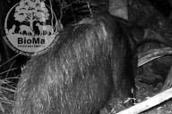 Un oso en Corrientes: Detallan primer registro fuera del área de reintroducción