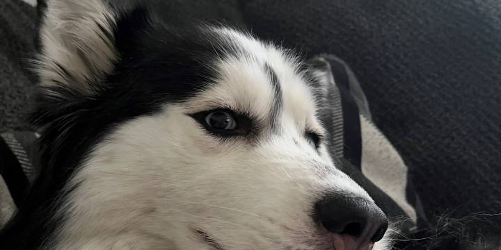 Henderson dog owner discovers adopted pet wasn’t spayed when it needs emergency surgery