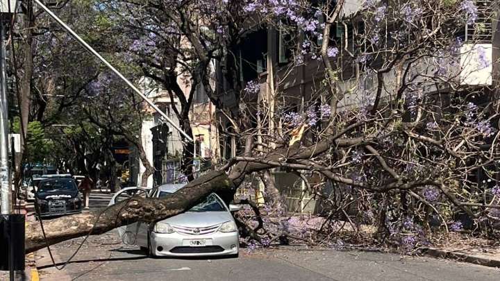 Un árbol cayó sobre un auto en pleno centro de Rosario y dos mujeres se salvaron de milagro