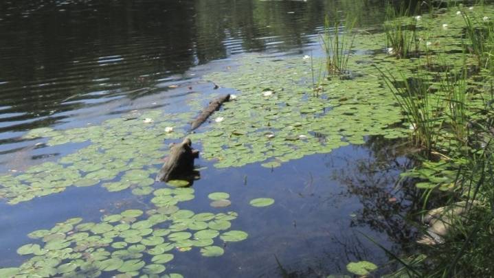 Denville could preserve St. Francis site with $6M county grant