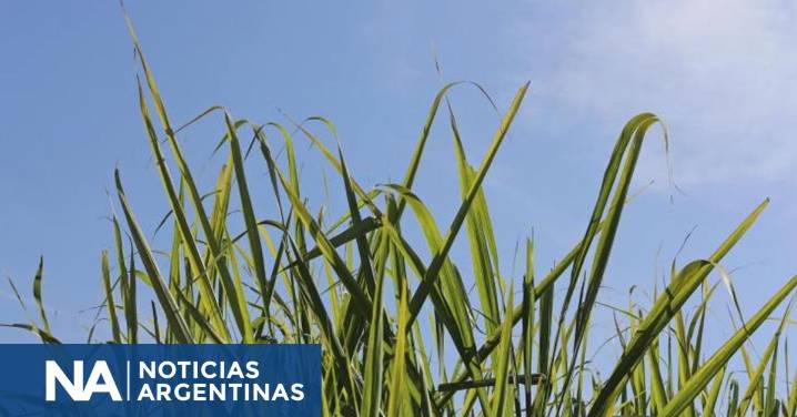 Finaliza la zafra, una provincia consigue récords históricos