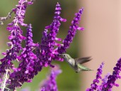 Salvias ornamentales: 6 opciones fáciles para dar color y atraer picaflores