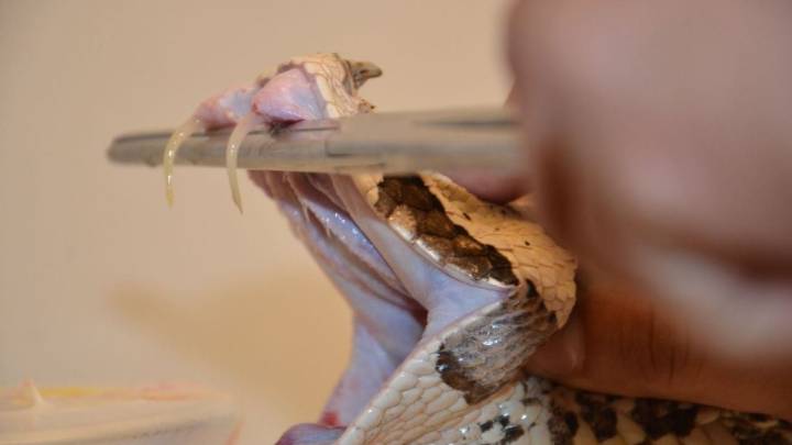 Mexicanos ayudan a crear el primer antídoto contra los venenos de 17 de las serpientes más peligrosas de África