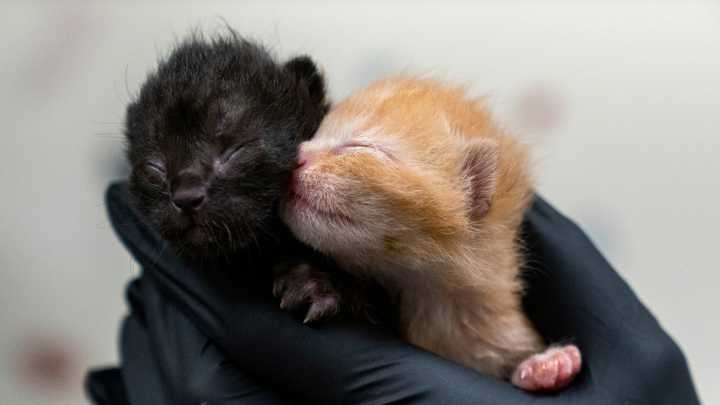 Animal welfare groups say 'crisis' is behind reduced adoption fees