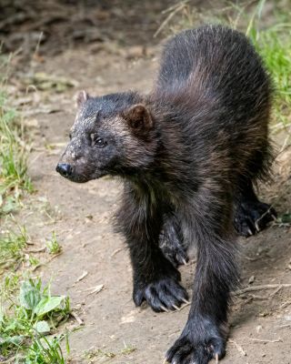 How Elusive Emotional Wolverines Connect Us With Nature