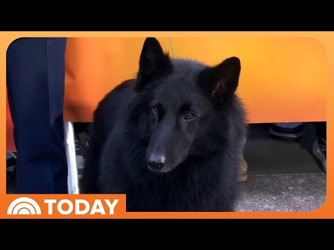 Meet the Belgian Sheepdog That Won the National Dog Show