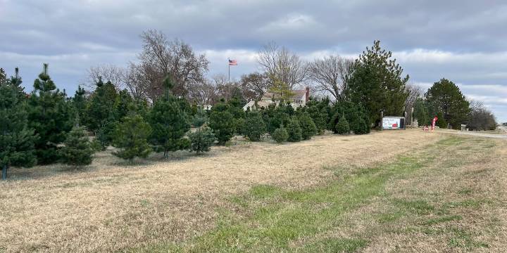 Wichita Christmas tree farm sees busy weekend after Thanksgiving