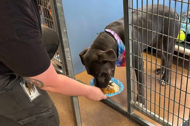Shelter Dogs Receive a Special Meal on Thanksgiving and Their Reactions Are Adorable