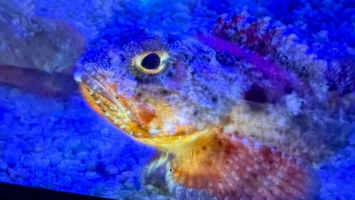 Gulf Specimen Marine Lab in Panacea taps into touch tanks