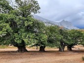 ¿Sabías que Cantabria esconde un castañar centenario digno de postal?