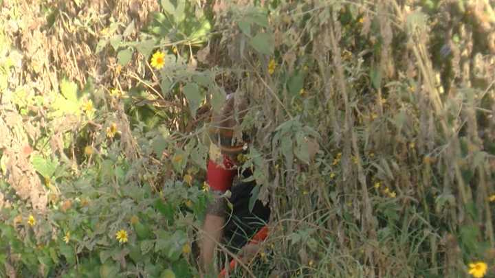 Movilización en Tlaquepaque por Presunto Cuerpo en Canal: Resultó ser un Adorno de Halloween