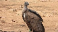 15,000 Km Flight: Meet ‘Marich’, The Vulture Who Travelled Across 4 Countries And Returned To India