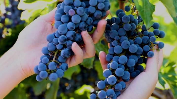 Las Rutas de Vinos de Madrid, una manera de vivir y sentir la cultura madrileña a través del enoturismo