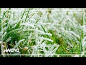Understanding different types of frost this winter