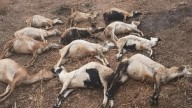 Wild animal kills 20 sheep in Mancherial