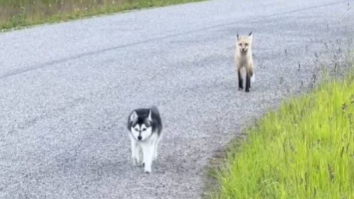 Wyoming Pup Struggling With Loss Finds Healing Through An Unexpected Friendship