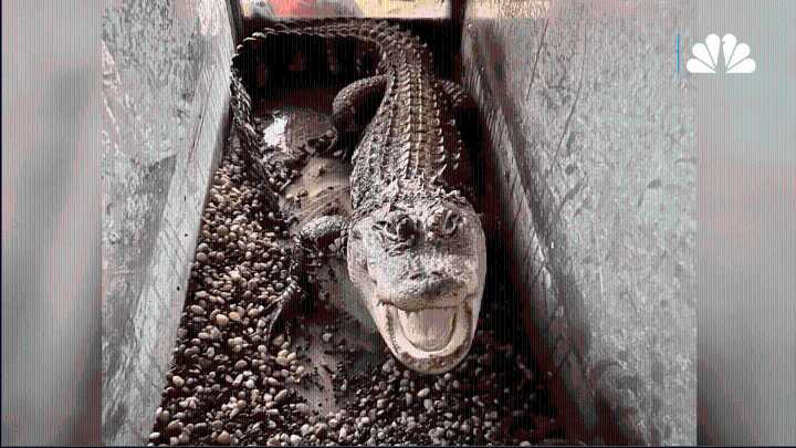 Detroit mom buried her son then found an alligator in his bedroom