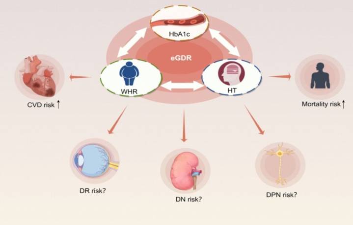 Higher estimated glucose disposal rate tied to Higher Testosterone levels and Lower Testosterone...