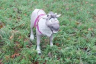 Multiple 'Abandoned Dog' Reports Lead Police to 'Reindeer'