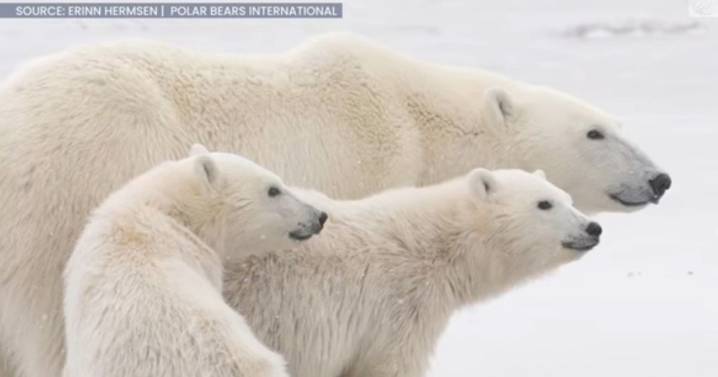 Brutal polar bear attacks can be thwarted by 'Bear-dar' robot systems say experts