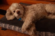 Tears at How Cockapoo Puppy Wakes Up Deaf Sibling