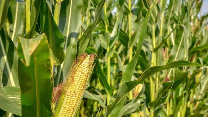 Los últimos campesinos de CdMx son de Chichicaspa