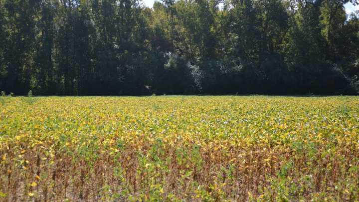 Rezoning could pave way for over 1,000 homes on New…